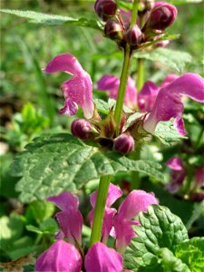Gefleckte Taubnessel (Lamium maculatum) im Saubusch in der Schwetzinger Hardt