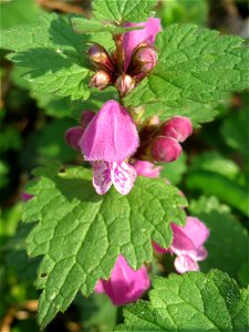 Gefleckte Taubnessel (Lamium maculatum) im Saubusch in der Schwetzinger Hardt
