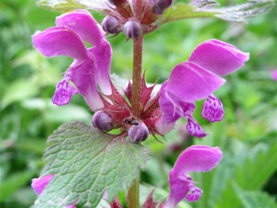 Gefleckte Taubnessel (Lamium maculatum) an einer alten Römerstraße im Simbachtal, einst Jakobsweg