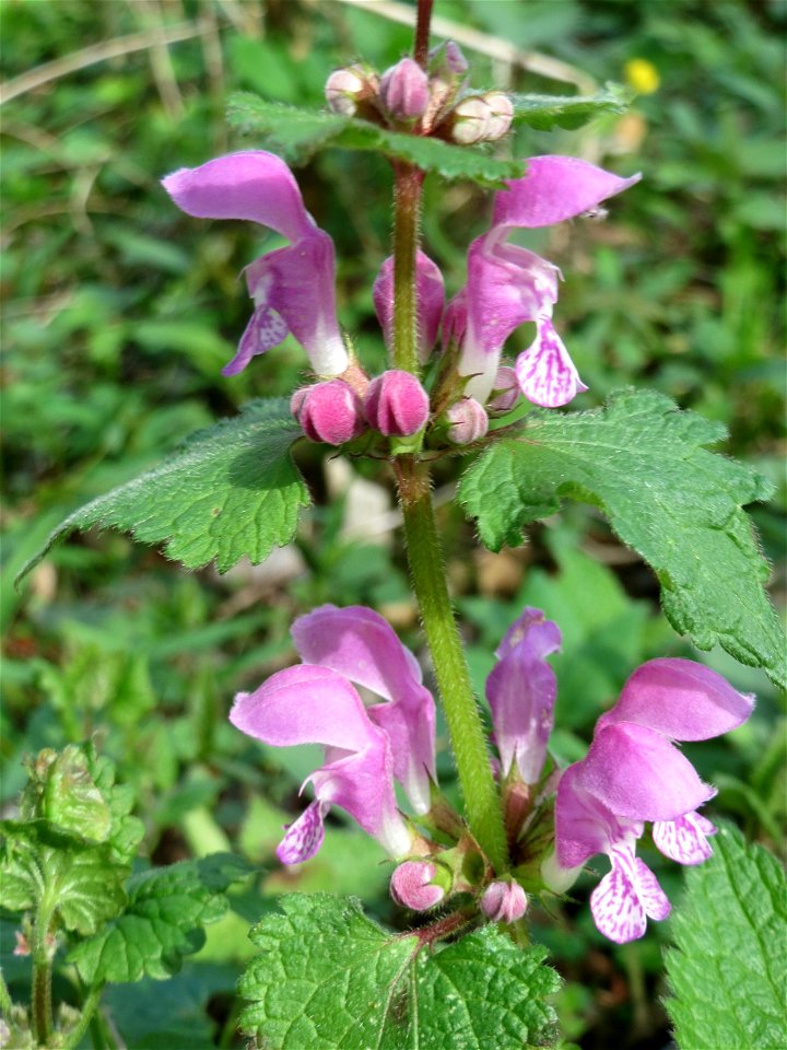 Gefleckte Taubnessel (Lamium maculatum) im Saubusch in der Schwetzinger Hardt