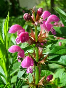 Gefleckte Taubnessel (Lamium maculatum) an der Saar in Saarbrücken