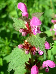 Gefleckte Taubnessel (Lamium maculatum) an der Saar in Saarbrücken