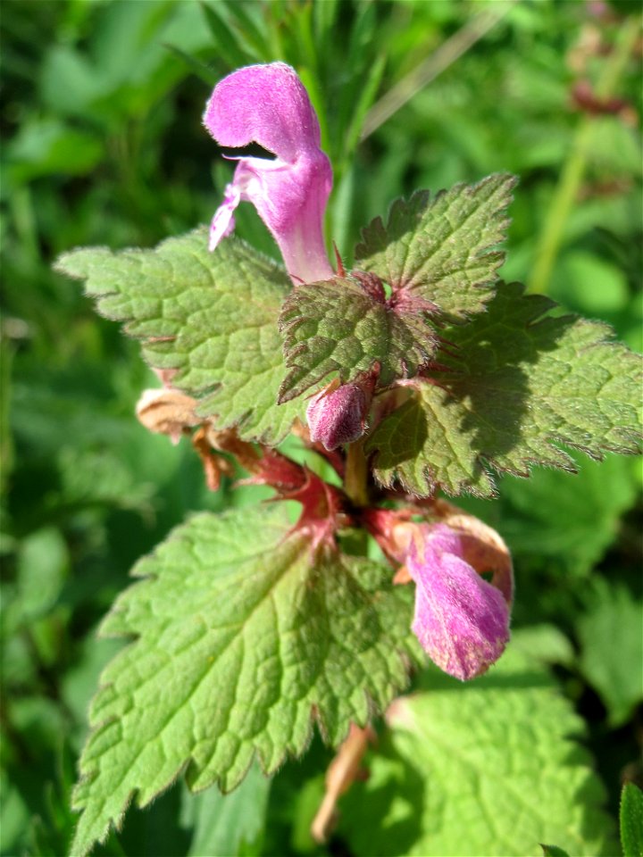 Gefleckte Taubnessel (Lamium maculatum) im Almet in Sankt Arnual