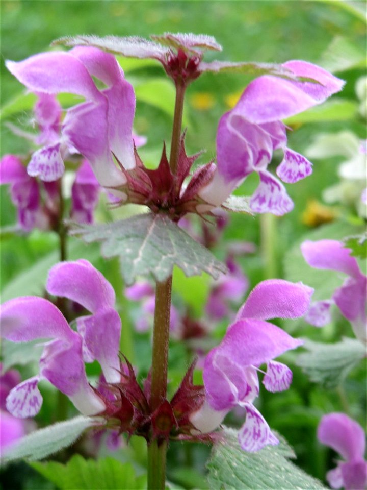Gefleckte Taubnessel (Lamium maculatum) an einer alten Römerstraße im Simbachtal, einst Jakobsweg