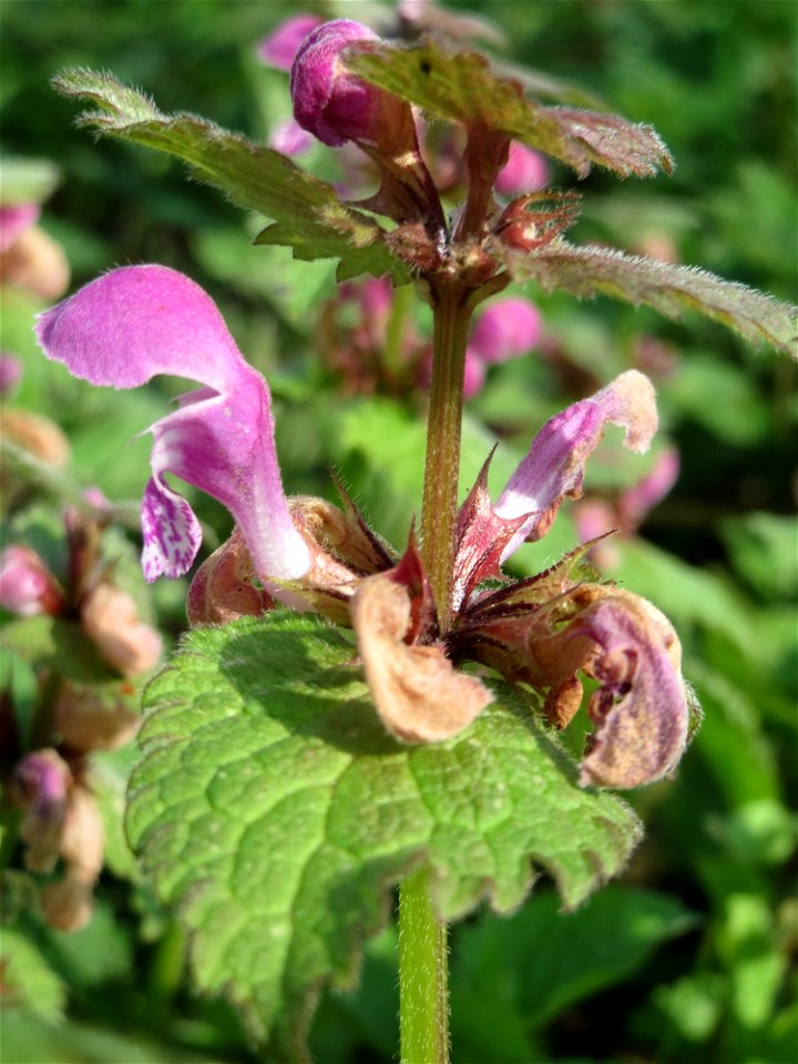 Gefleckte Taubnessel (Lamium maculatum) im Almet in Sankt Arnual