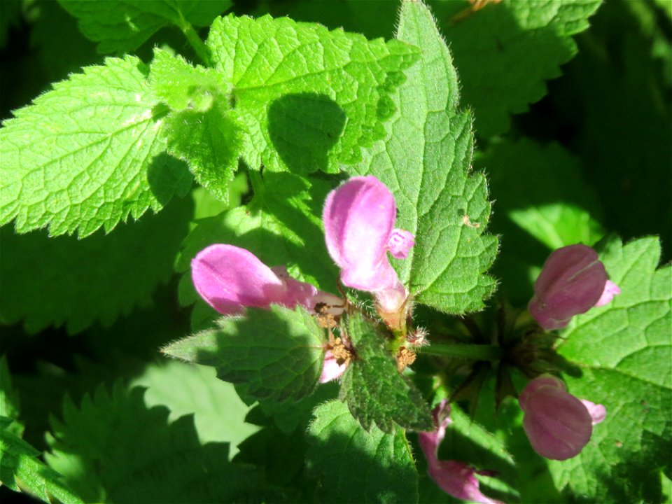 Gefleckte Taubnessel (Lamium maculatum) in den Horststückern im Landschaftsschutzgebiet „Hockenheimer Rheinbogen“