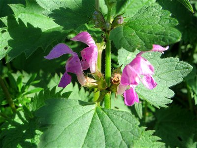 Gefleckte Taubnessel (Lamium maculatum) in den Horststückern im Landschaftsschutzgebiet „Hockenheimer Rheinbogen“