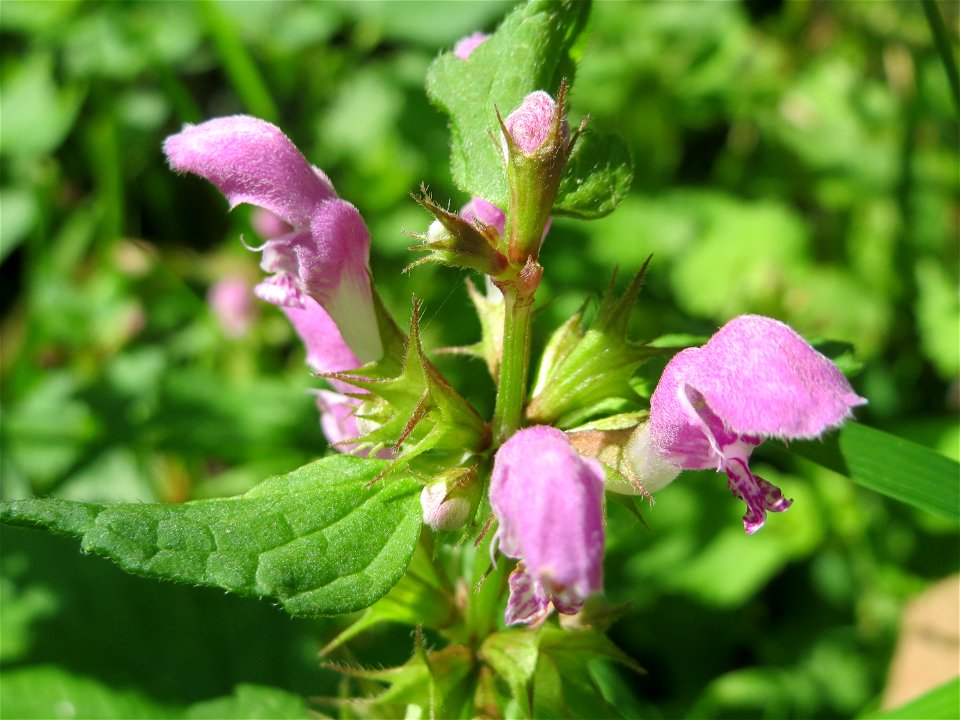 Gefleckte Taubnessel (Lamium maculatum) in den Sankt Arnual Wiesen gegenüber vom Osthafen Saarbrücken (Außerhalb vom NSG)