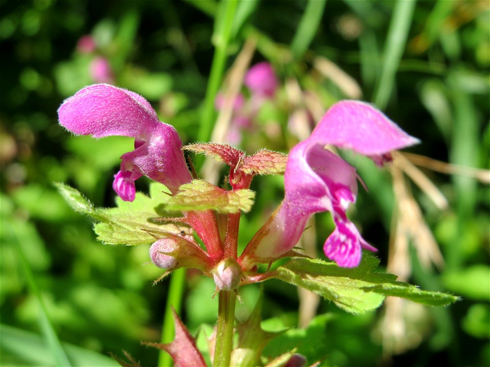 Gefleckte Taubnessel (Lamium maculatum) in den Sankt Arnual Wiesen gegenüber vom Osthafen Saarbrücken (Außerhalb vom NSG)