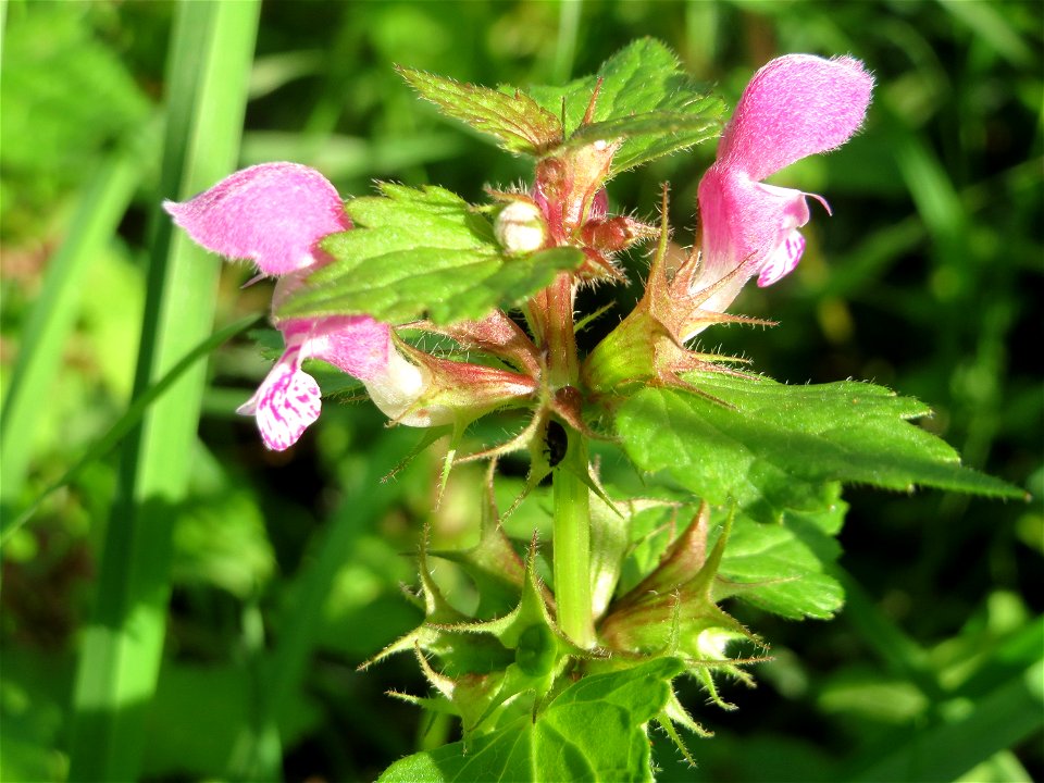 Gefleckte Taubnessel (Lamium maculatum) in den Sankt Arnual Wiesen gegenüber vom Osthafen Saarbrücken (Außerhalb vom NSG)