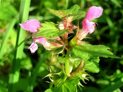 Gefleckte Taubnessel (Lamium maculatum) in den Sankt Arnual Wiesen gegenüber vom Osthafen Saarbrücken (Außerhalb vom NSG)