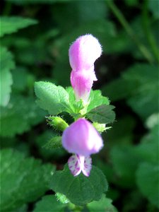 Gefleckte Taubnessel (Lamium maculatum) in der Schwetzinger Hardt