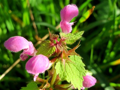 Gefleckte Taubnessel (Lamium maculatum) in den Sankt Arnual Wiesen gegenüber vom Osthafen Saarbrücken (Außerhalb vom NSG)