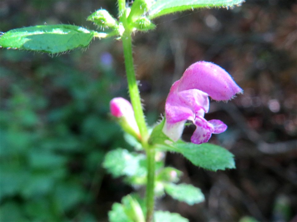 Gefleckte Taubnessel (Lamium maculatum) in der Schwetzinger Hardt - die im Wald typische Taubnessel