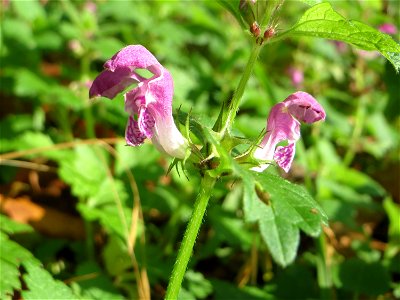 Gefleckte Taubnessel (Lamium maculatum) an der Saar in Saarbrücken