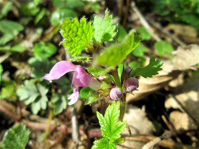 Gefleckte Taubnessel (Lamium maculatum) im Unteren Saubusch in der Schwetzinger Hardt