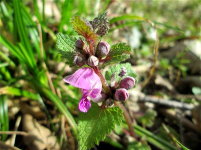 Gefleckte Taubnessel (Lamium maculatum) im Unteren Saubusch in der Schwetzinger Hardt