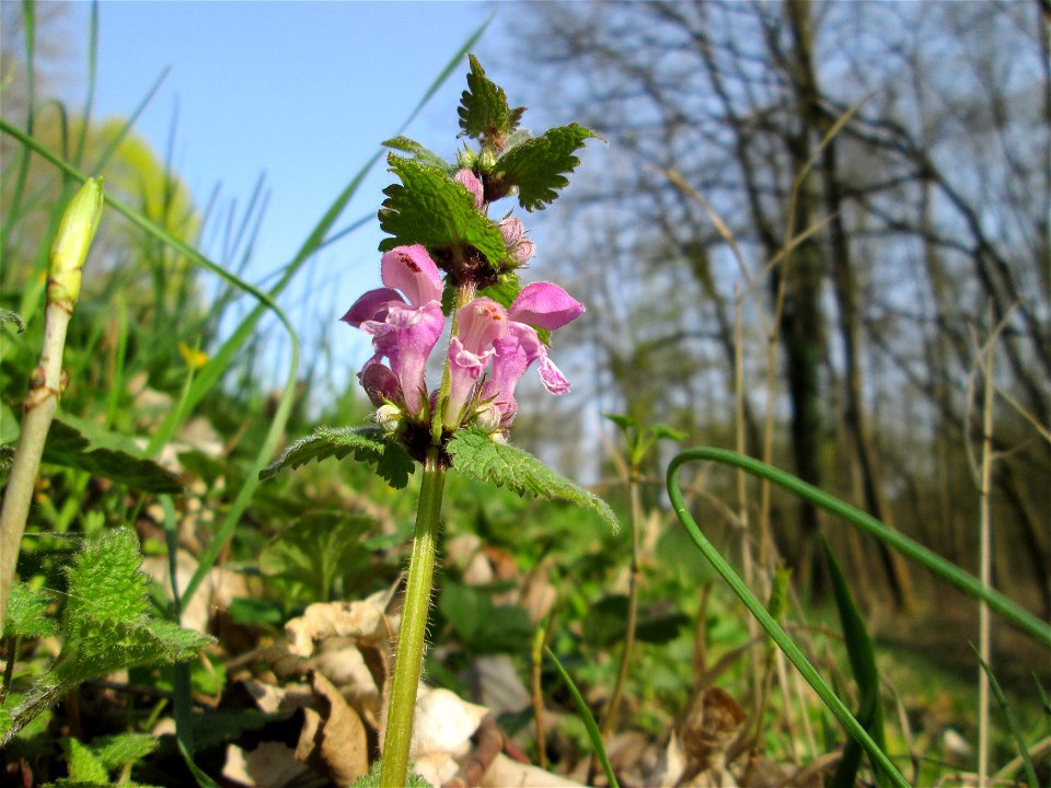 Gefleckte Taubnessel (Lamium maculatum) im Unteren Saubusch in der Schwetzinger Hardt