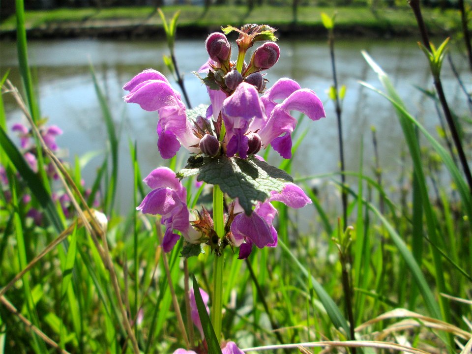 Gefleckte Taubnessel (Lamium maculatum) an der Saar in Saarbrücken