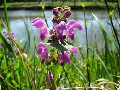 Gefleckte Taubnessel (Lamium maculatum) an der Saar in Saarbrücken
