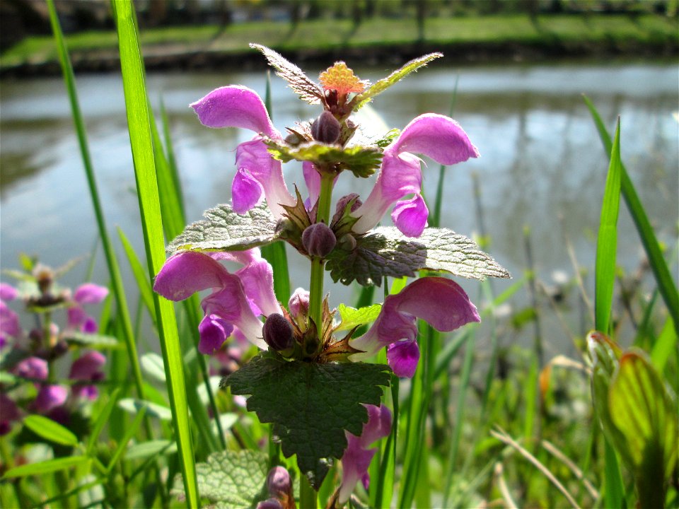 Gefleckte Taubnessel (Lamium maculatum) an der Saar in Saarbrücken
