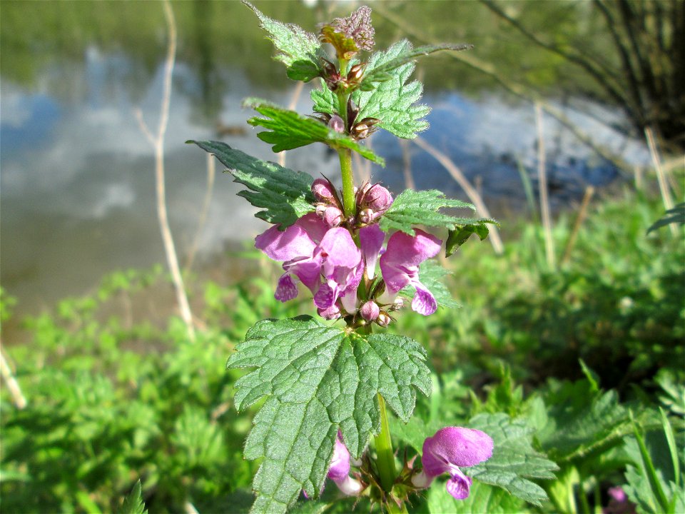 Gefleckte Taubnessel (Lamium maculatum) an der Saar in Güdingen-Unner
