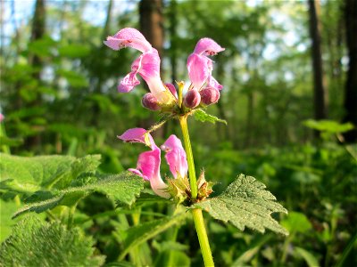 Gefleckte Taubnessel (Lamium maculatum) im Unteren Saubusch in der Schwetzinger Hardt