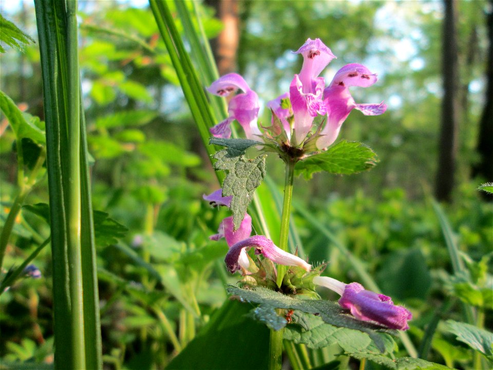Gefleckte Taubnessel (Lamium maculatum) im Unteren Saubusch in der Schwetzinger Hardt