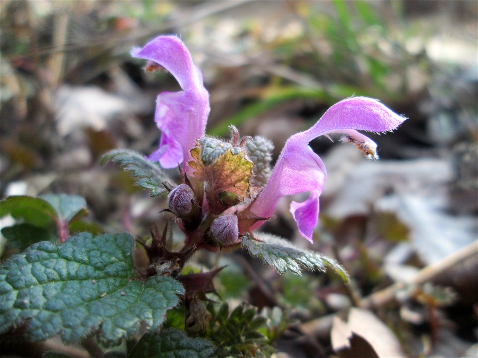 Erste Gefleckte Taubnessel (Lamium maculatum) in der Schwetzinger Hardt