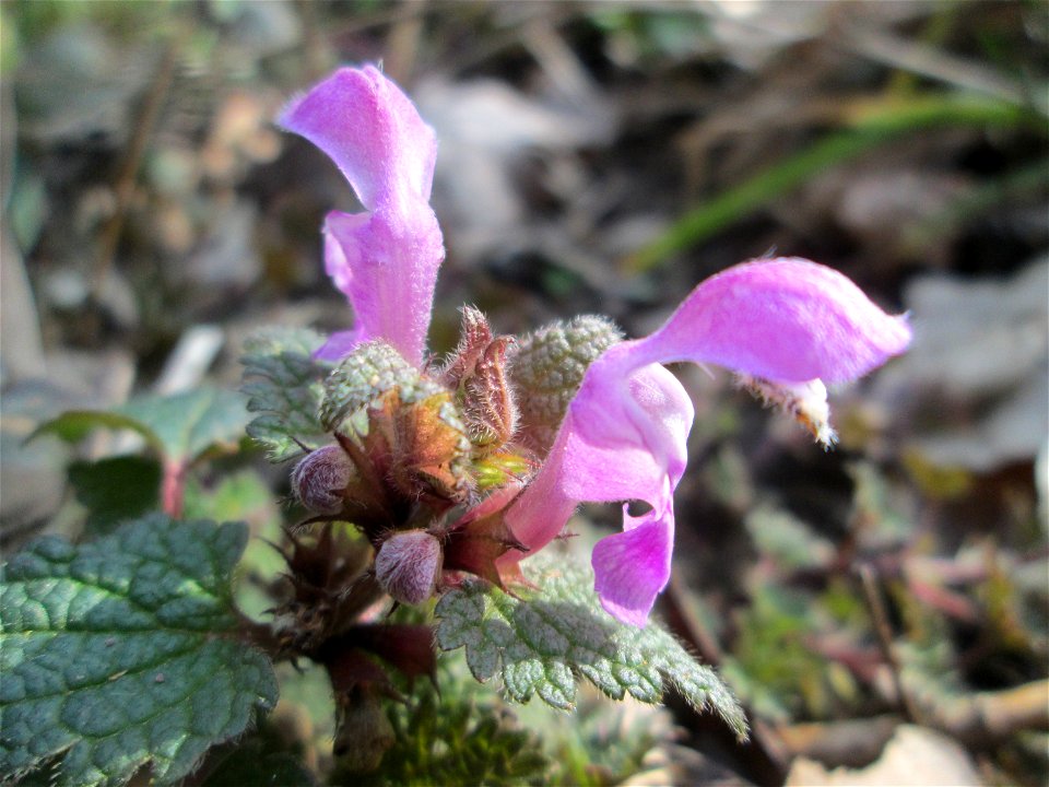Erste Gefleckte Taubnessel (Lamium maculatum) in der Schwetzinger Hardt