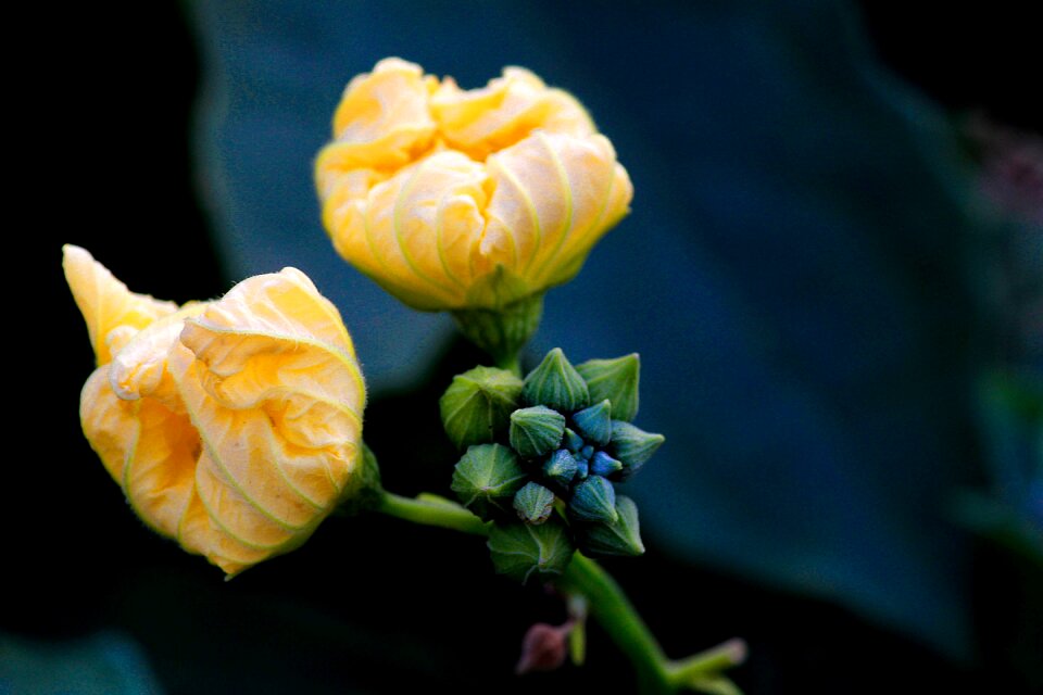 Nature sunflower summer