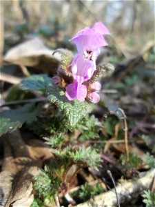 Erste Gefleckte Taubnessel (Lamium maculatum) in der Schwetzinger Hardt