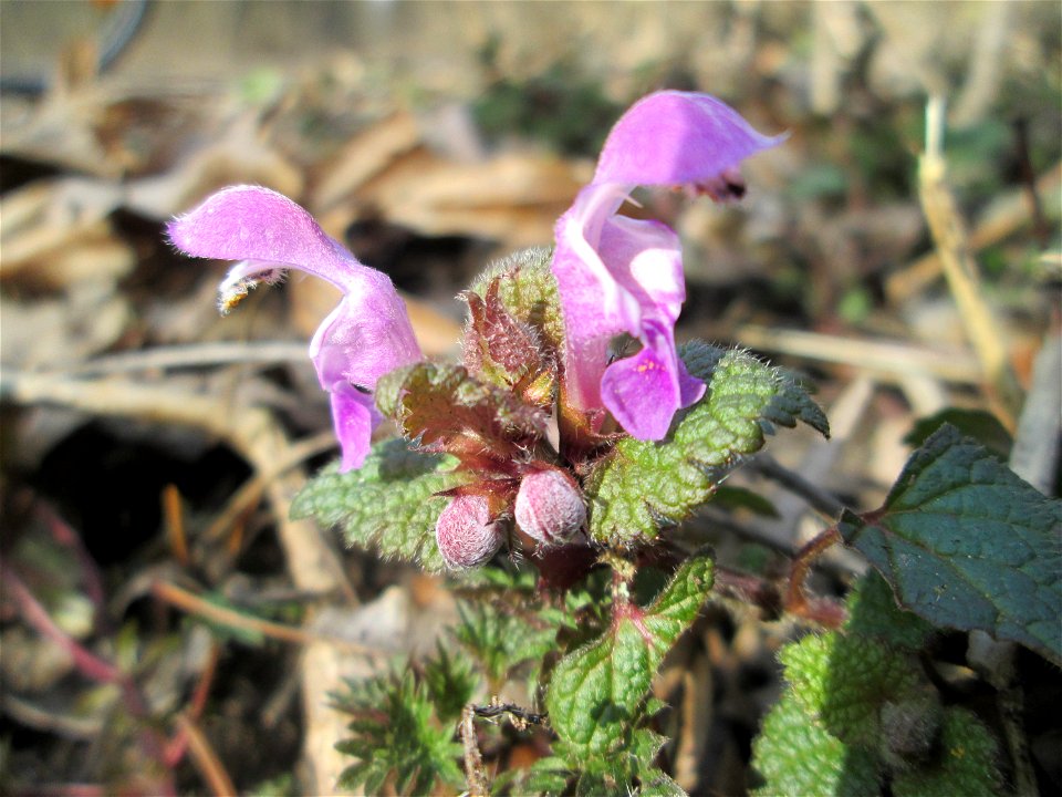 Erste Gefleckte Taubnessel (Lamium maculatum) in der Schwetzinger Hardt