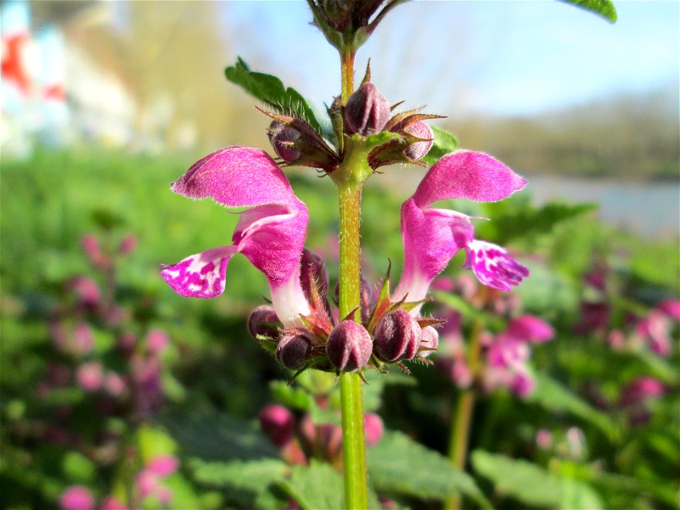 Gefleckte Taubnessel (Lamium maculatum) an der Saar in Saarbrücken