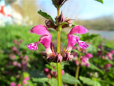 Gefleckte Taubnessel (Lamium maculatum) an der Saar in Saarbrücken