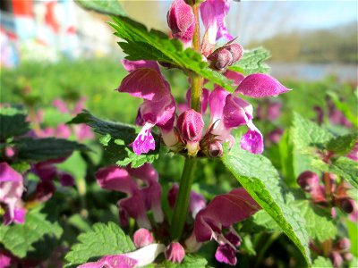 Gefleckte Taubnessel (Lamium maculatum) an der Saar in Saarbrücken