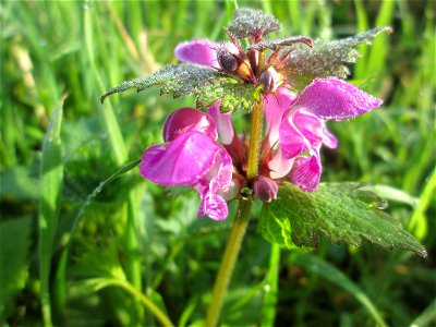 Gefleckte Taubnessel (Lamium maculatum) am Rand vom Brettwald im Naturschutzgebiet „Malscher Aue“