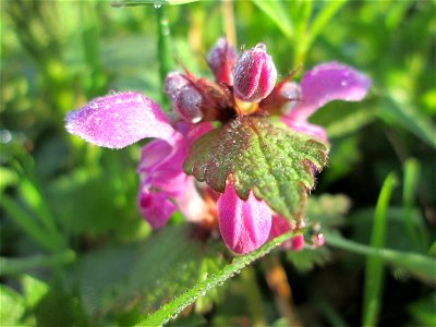 Gefleckte Taubnessel (Lamium maculatum) am Rand vom Brettwald im Naturschutzgebiet „Malscher Aue“