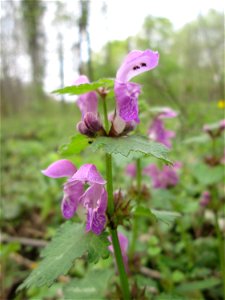 Gefleckte Taubnessel (Lamium maculatum) in der Schwetzinger Hardt