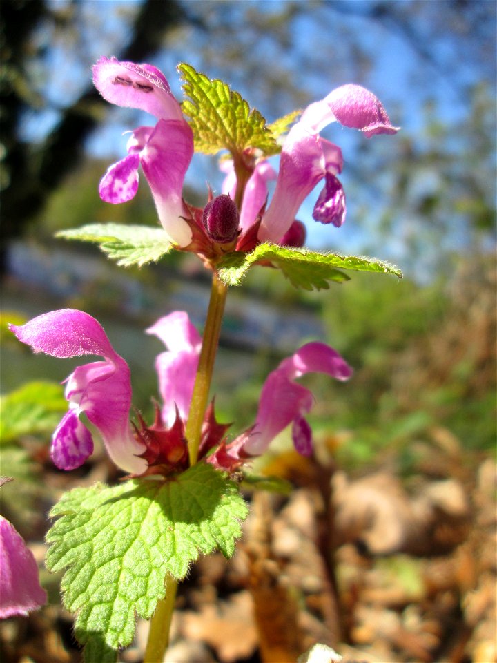 Gefleckte Taubnessel (Lamium maculatum) an der Saar in Saarbrücken