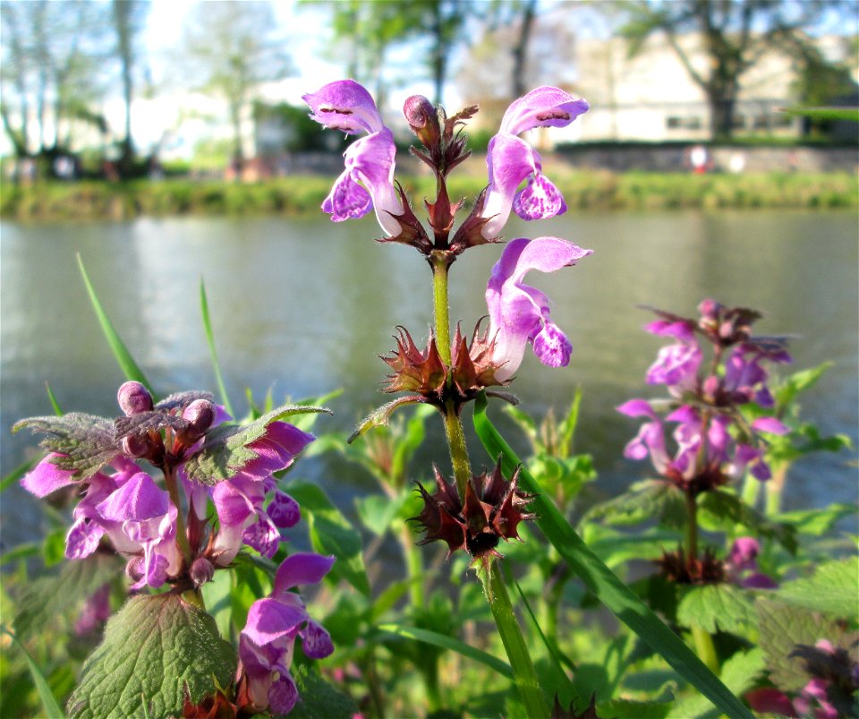 Gefleckte Taubnessel (Lamium maculatum) an der Saar in Alt-Saarbrücken