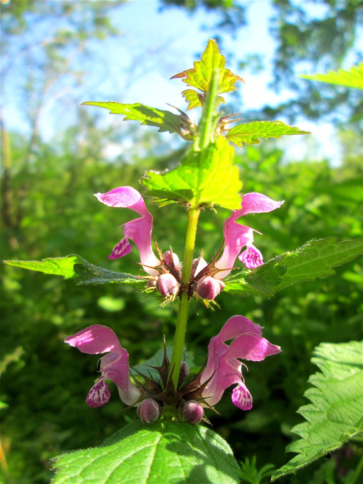 Gefleckte Taubnessel (Lamium maculatum) an der Saar in Saarbrücken