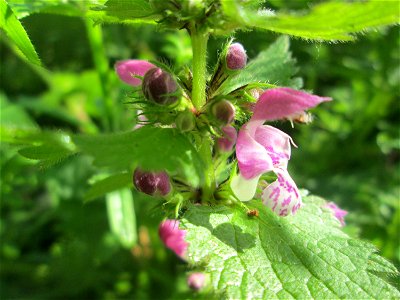 Gefleckte Taubnessel (Lamium maculatum) an der Saar in Saarbrücken