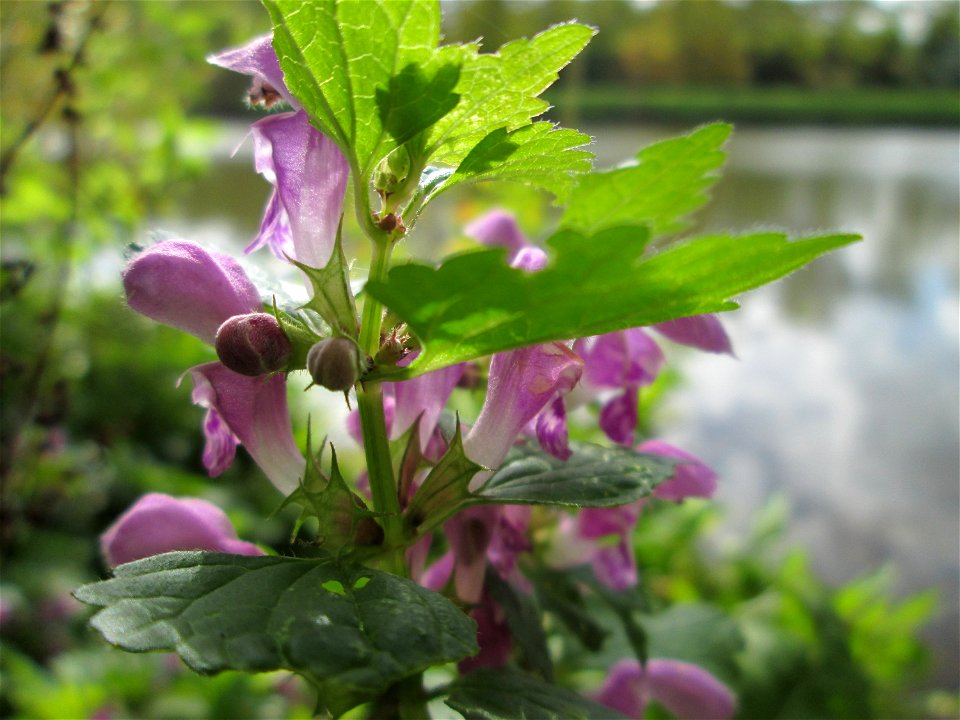Gefleckte Taubnessel (Lamium maculatum) an der Saar in Saarbrücken