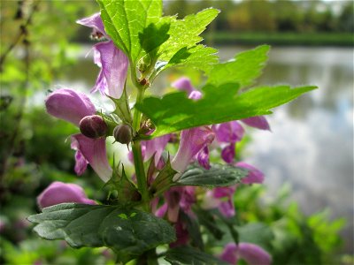 Gefleckte Taubnessel (Lamium maculatum) an der Saar in Saarbrücken