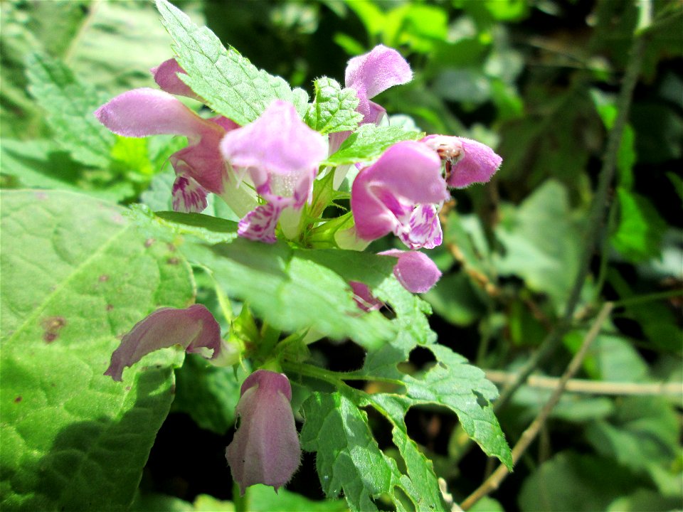 Gefleckte Taubnessel (Lamium maculatum) an der Saar in Saarbrücken