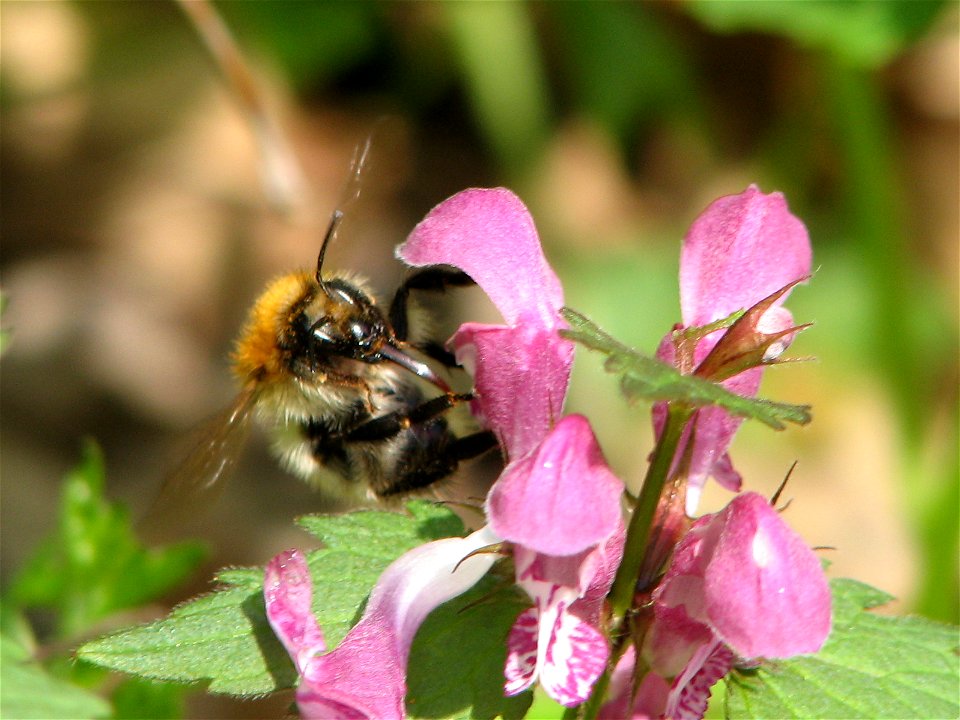 Bombus, feeding on a flower of Lamium maculatum