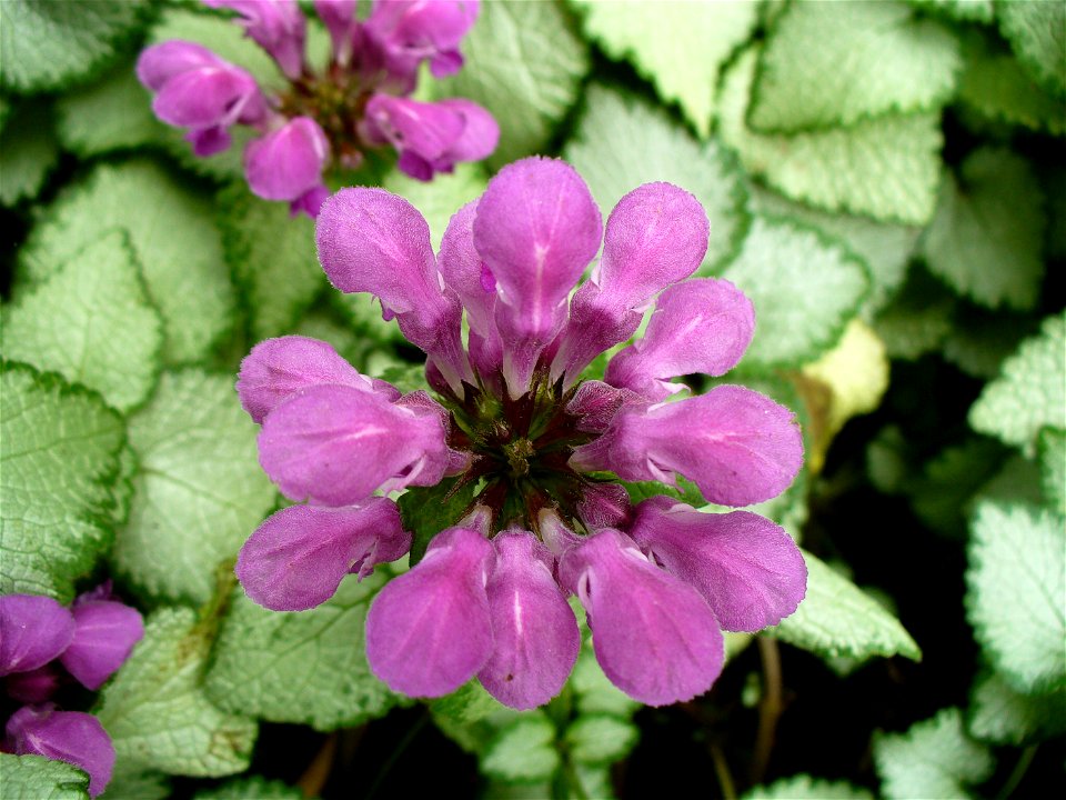 I am the originator of this photo. I hold the copyright. I release it to the public domain. This photo depicts flowers.