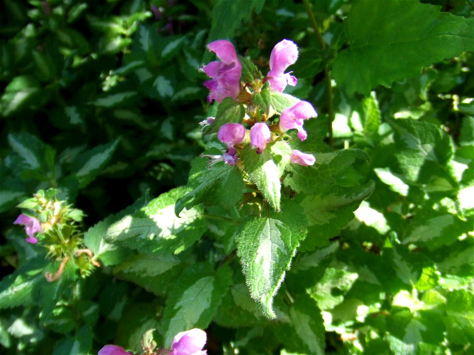 Lamium maculatum, picture taken at Botanische Tuin TU Delft, Delft, The Netherlands
