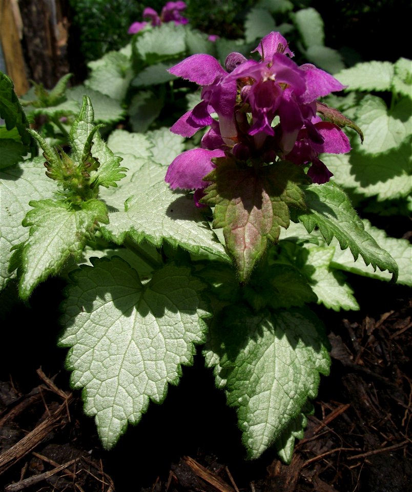 Lamium maculatum 'Ghost' at the San Diego County Fair, California, USA. Identified by exhibitor's sign.